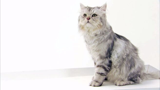 Cats 101 season 3 episode 4 on Discovery Plus