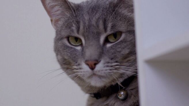 Cat vs Dog season 1 episode 4 on Discovery Plus