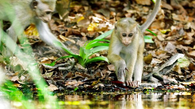 Mammals season 1 episode 3 on Sony LIV