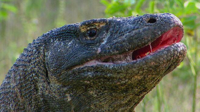 The Animal Within season 1 episode 6 on Discovery Plus