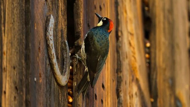 The Americas season 1 episode 3 on Discovery Plus