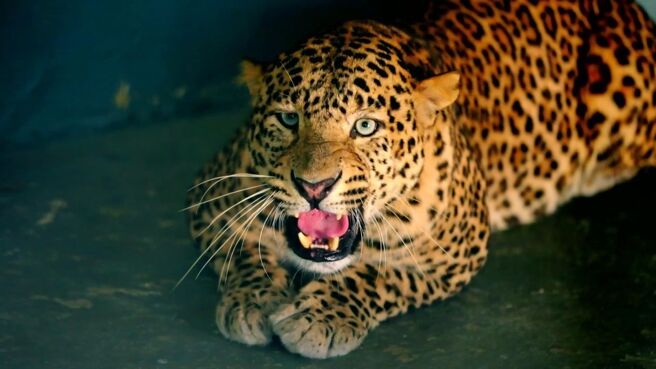 Safari India season 1 episode 2 on Zee5