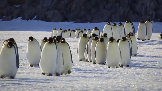 Just Animals season 2 episode 2 on Discovery Plus