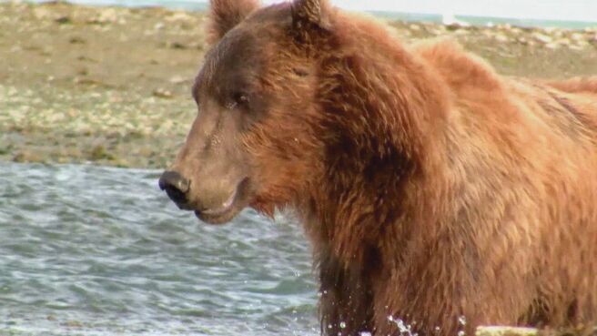 Epic Animal Encounters season 1 episode 3 on Discovery Plus