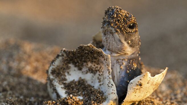 Africa season 1 episode 4 on Discovery Plus