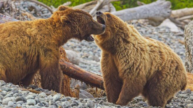 The Hungry Games: Alaska's Big Bear Challenge season 1 episode 1 on Discovery Plus