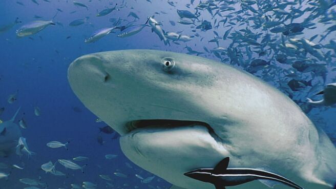 Expedition Unknown: Megalodon season 1 episode 1 on Discovery Plus