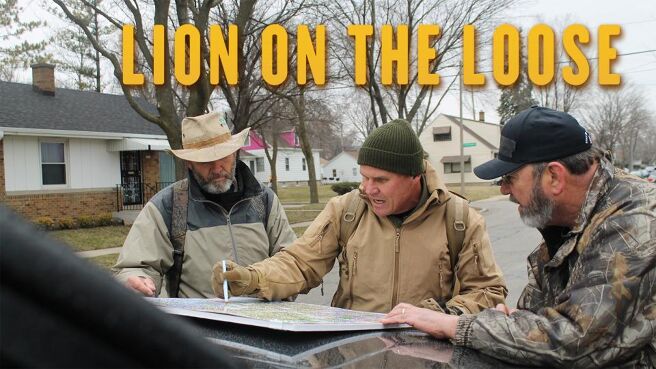 Lion On The Loose on Discovery Plus