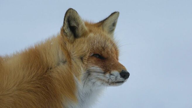 New Animal Kingdom: Japan season 1 episode 2 on Discovery Plus