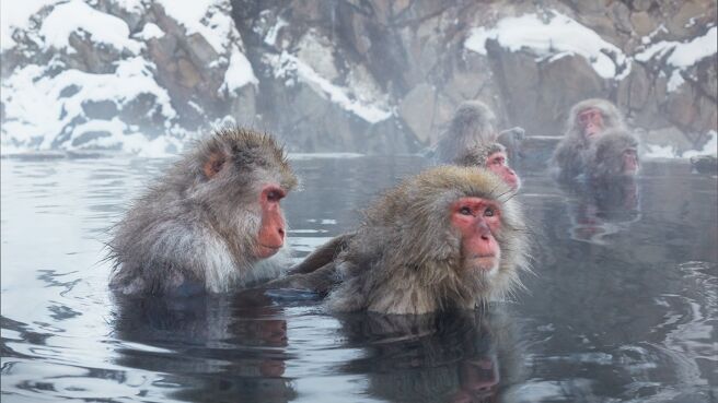Frozen Planet II season 2 episode 3 on Discovery Plus