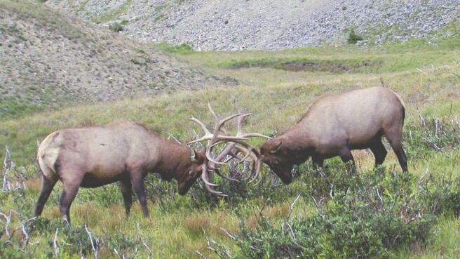 Survive the Wild season 1 episode 4 on Discovery Plus