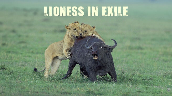 Lioness In Exile on Discovery Plus