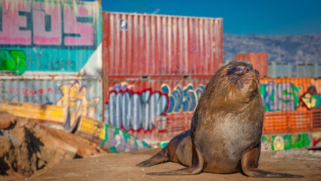 Mammals season 1 episode 2 on Discovery Plus