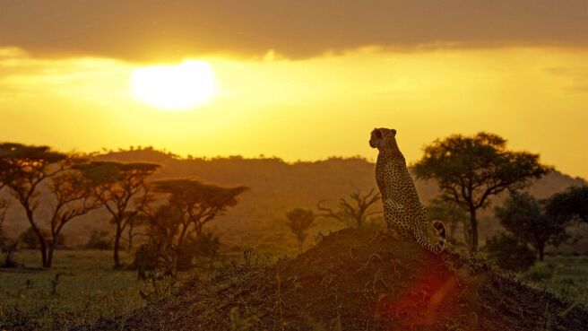 Serengeti season 1 episode 6 on Discovery Plus