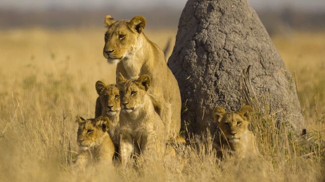 Parenthood season 1 episode 1 on Discovery Plus