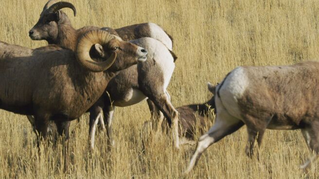 Yellowstone Journals season 1 episode 2 on Discovery Plus