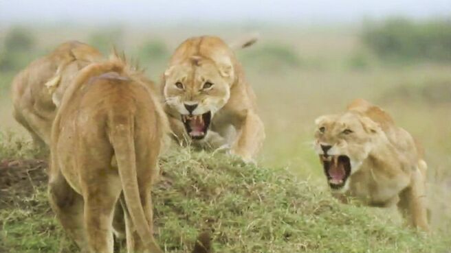 Survive the Wild season 1 episode 1 on Discovery Plus