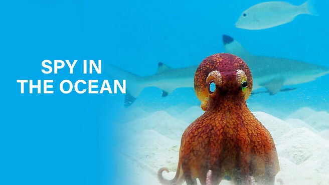 Spy In The Ocean season 1 episode 3 on Sony LIV