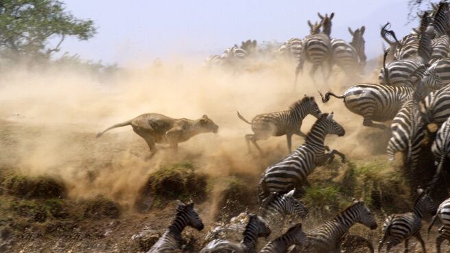Serengeti season 1 episode 4 on Discovery Plus