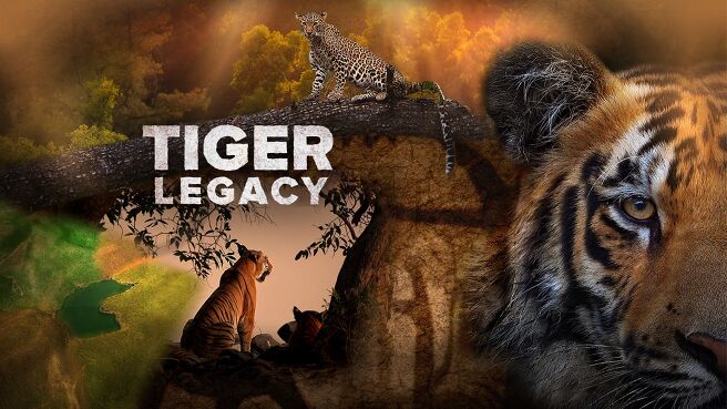Tiger Legacy on Discovery Plus
