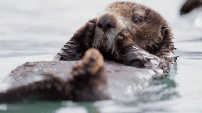 A Wild Year On Earth season 1 episode 1 on Discovery Plus