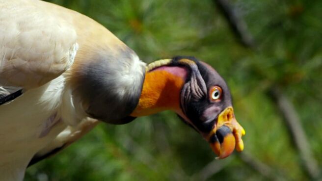 The Zoo season 3 episode 8 on DiscoveryPlus
