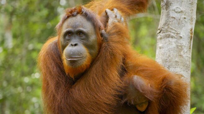 Big Beasts: Last of the Giants season 1 episode 2 on DiscoveryPlus