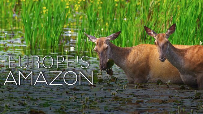 Europe's Amazon on Discovery Plus
