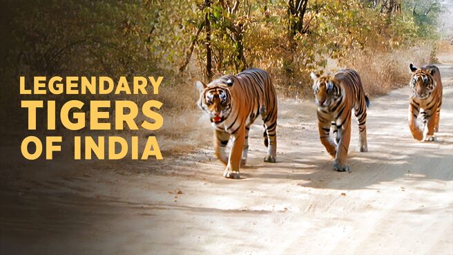 Legendary Tigers Of India on Sony LIV