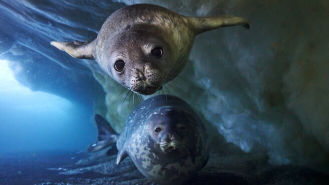 Frozen Planet II season 2 episode 4 on Discovery Plus