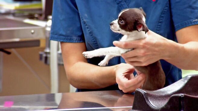 Dr. Jeff: Rocky Mountain Vet season 2 episode 2 on DiscoveryPlus