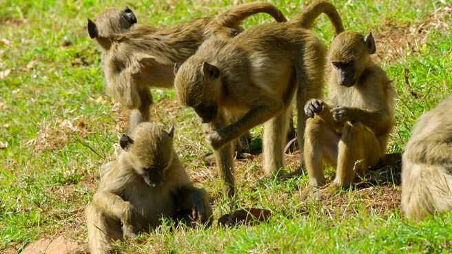 Gangs Of Baboon Falls season 1 episode 5 on Discovery Plus