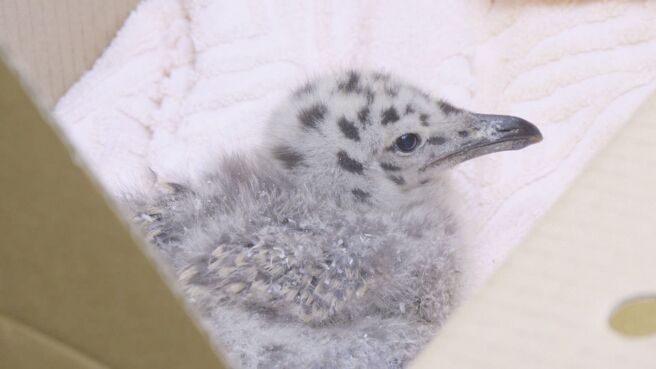 Saving Britain's Wildlife season 1 episode 7 on Discovery Plus