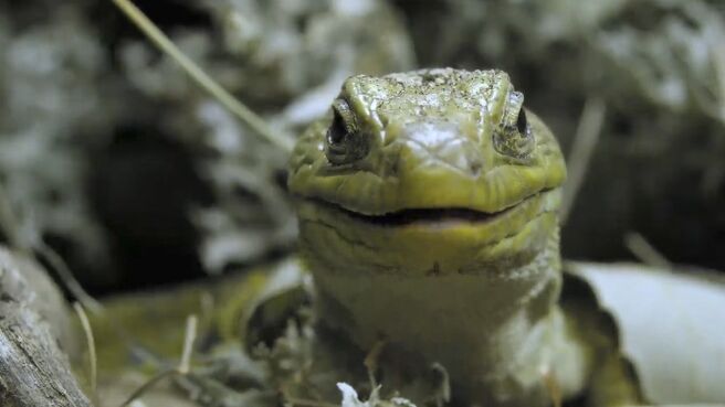 Jungle Planet season 1 episode 14 on Discovery Plus