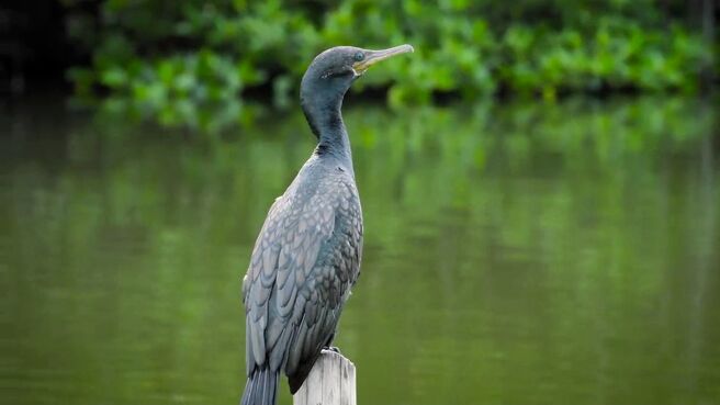 Islands: Nature’s Wild Laboratories season 1 episode 6 on Discovery Plus