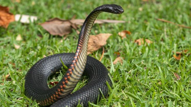 Aussie Snake Wranglers season 3 episode 3 on Discovery Plus