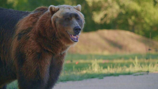 Man vs Bear season 1 episode 6 on Discovery Plus