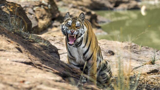 Life Story season 1 episode 2 on Discovery Plus