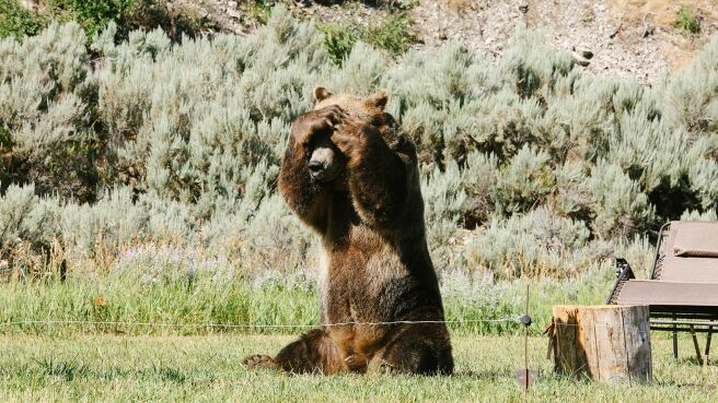 Man vs Bear season 1 episode 4 on Discovery Plus
