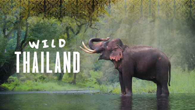 Wild Thailand on Discovery Plus