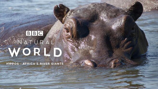 Natural World: Hippos - Africa's River Giants on Discovery Plus