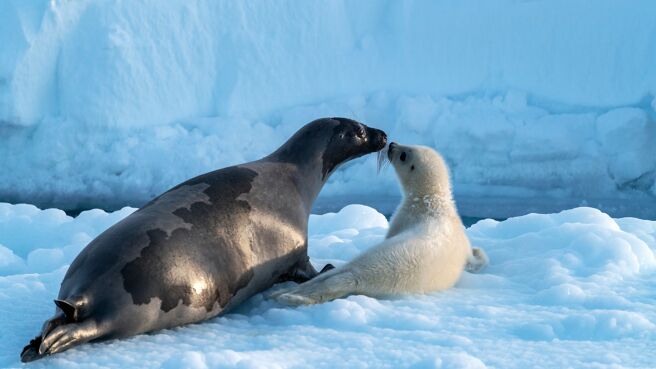 Frozen Planet II season 2 episode 2 on Discovery Plus