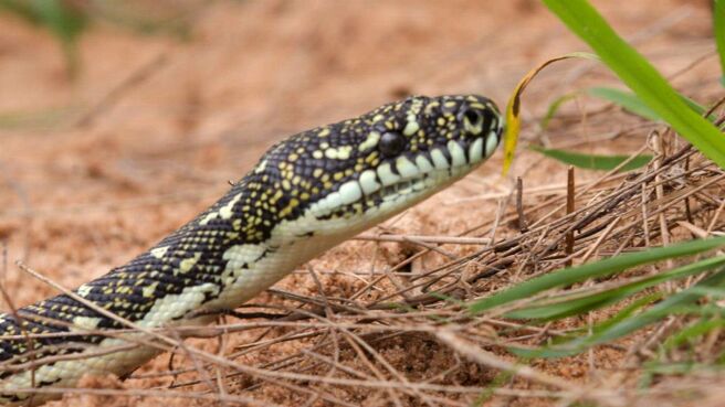 Aussie Snake Wranglers season 3 episode 5 on Discovery Plus