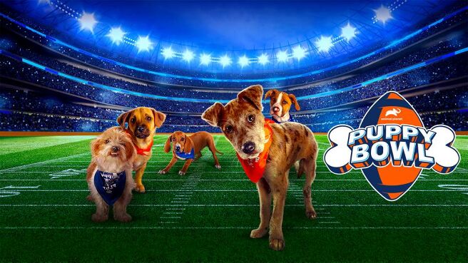 Puppy Bowl Presents: The Winter Games on Discovery Plus