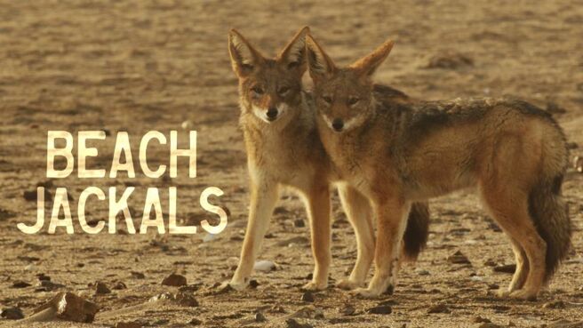 Beach Jackals on Discovery Plus