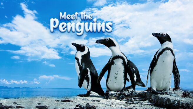 Meet The Penguins on Discovery Plus
