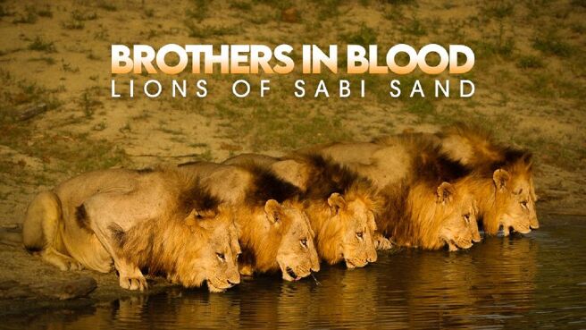 Brothers in Blood: Lions of Sabi Sand on Discovery Plus