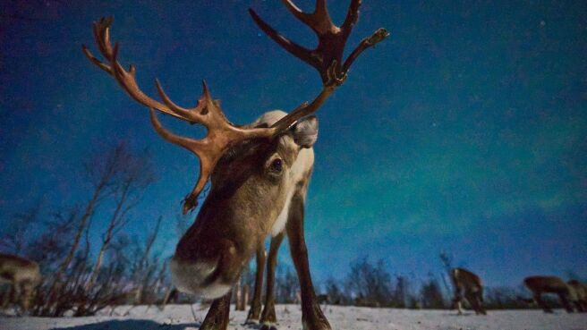 The Nature of Christmas season 1 episode 1 on Discovery Plus