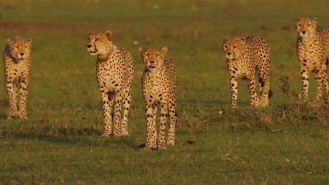 The Incredible Five: A Cheetah's Tale season 1 episode 1 on Discovery Plus