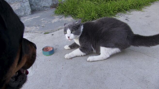 Cat vs Dog season 1 episode 2 on Discovery Plus